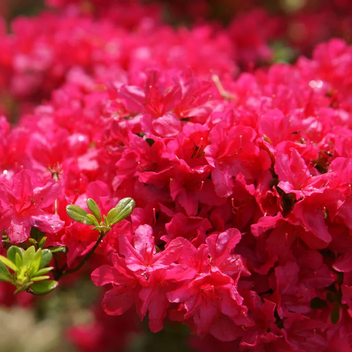 Garten bougainvillea blume samen