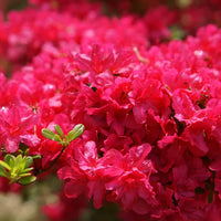 Garten bougainvillea blume samen
