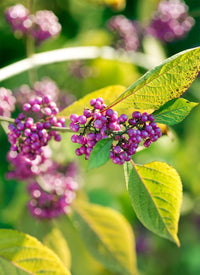 Garten callicarpa blume samen