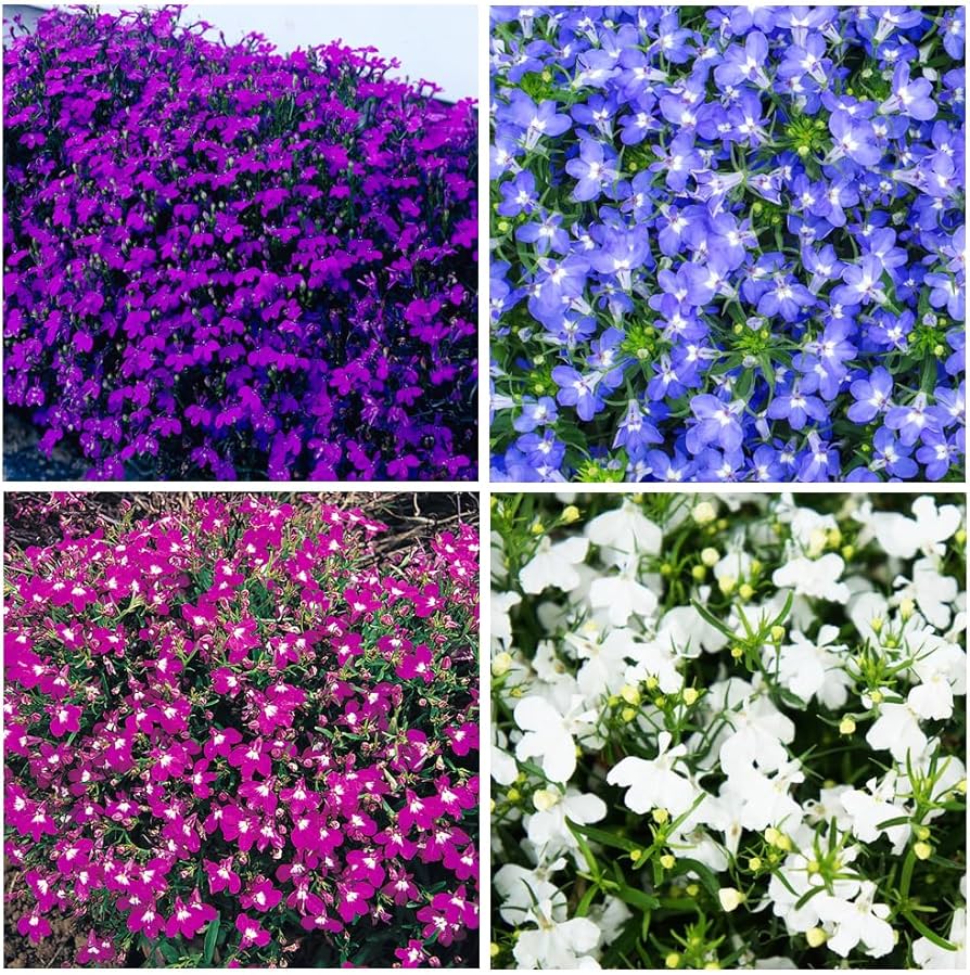 Garten cascade mixed blume samen