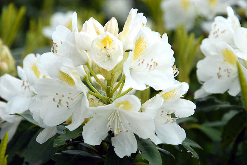 Garten catawba weiß blume samen