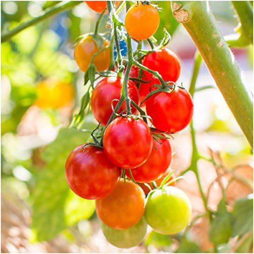 Cherry tomato pflanzen wachsend in home garten