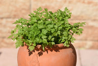 Garten Chervil Samen Anthriscus cerefolium Anbau tender gourmet foliage