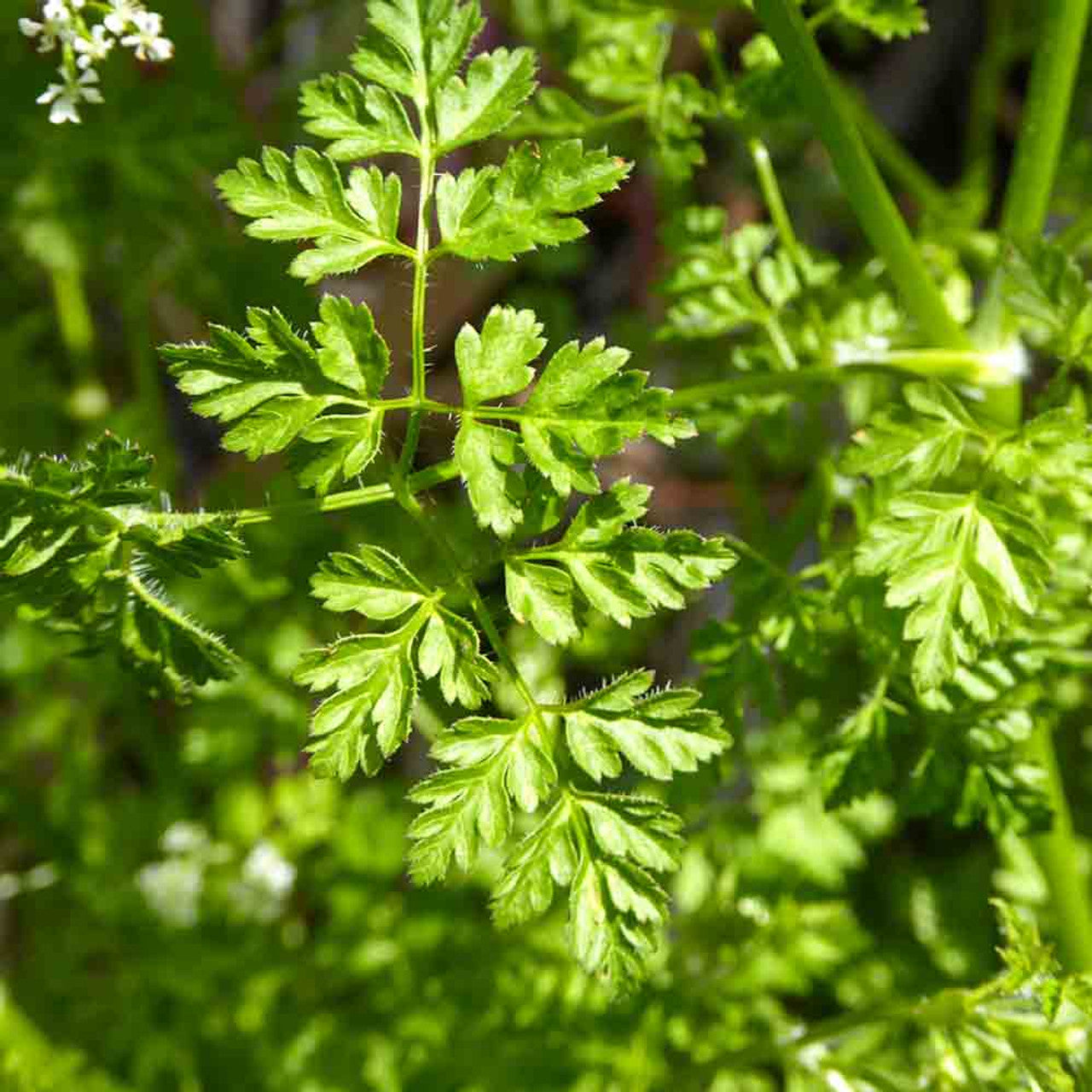 Garten Chervil Samen thriving in container and raised bed gardens