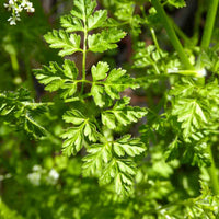 Garten Chervil Samen thriving in container and raised bed gardens