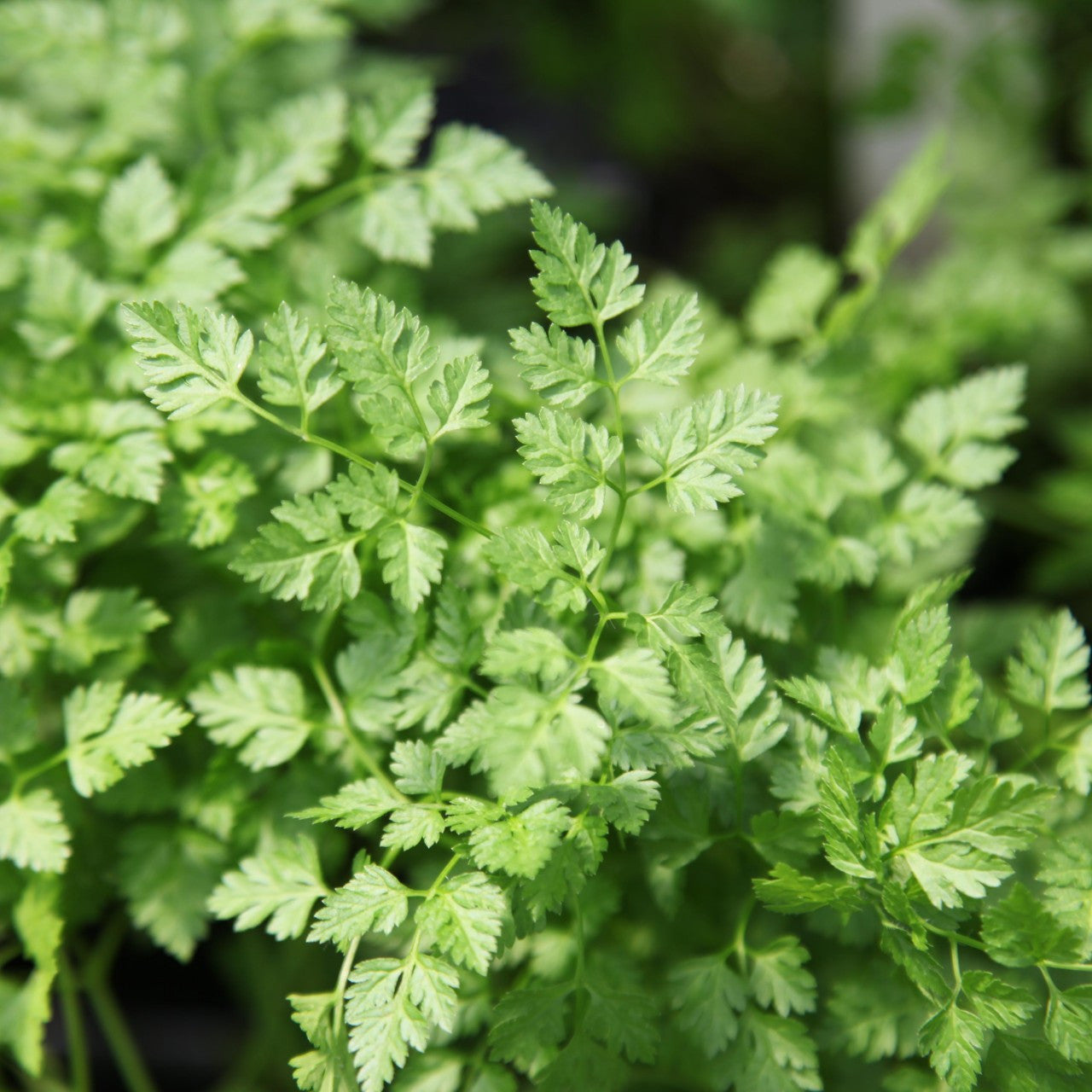 Fern-like leafy Garten Chervil foliage developed from gentechnikfrei Samen