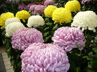 Garten chrysanthemum bicolor blume samen