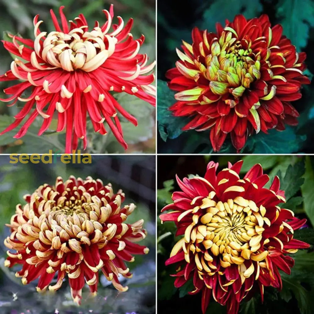 Garten chrysanthemum bicolor blume samen