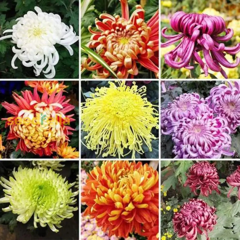 Garten chrysanthemum blume samen