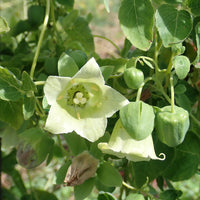 Garten codonopsis pilosula blume samen