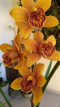 Gelb orchid in garten container