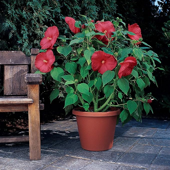 Cranberry hibiscus wachsend in garten