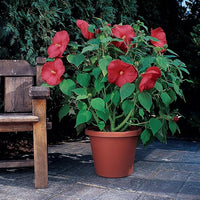 Cranberry hibiscus wachsend in garten
