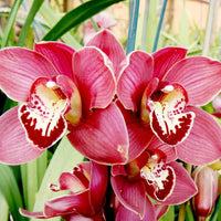 Garten cymbidium weiß violet blume samen
