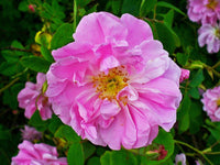 Damask rose bush wachsend in garten