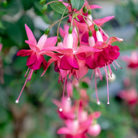 Garten display of dark rosa fuchsia blumen in full bloom