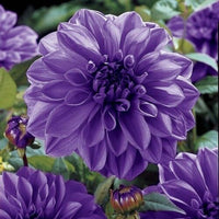 Dark lila dahlia pflanzen wachsend in garten bed