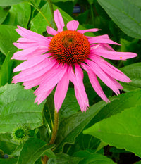 Garten echinacea blume samen