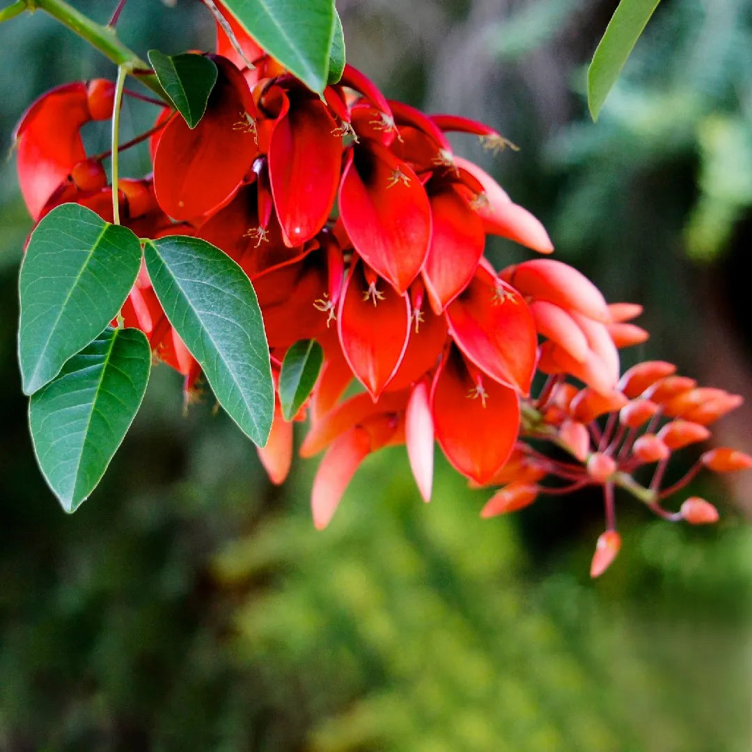 Garten erythrina gelb blume samen