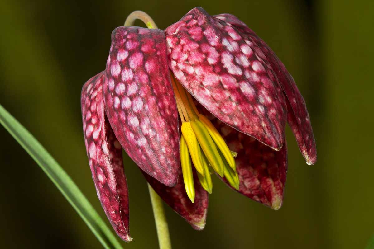 Garten fritillaria anpflanzung samen