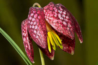 Garten fritillaria anpflanzung samen