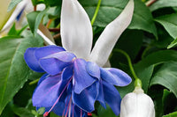 Ornamental blau fuchsia anpflanzung samen