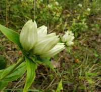 Garten gentiana cream blume samen