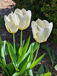 Grün and weiß tulip blumen for vibrant garten borders