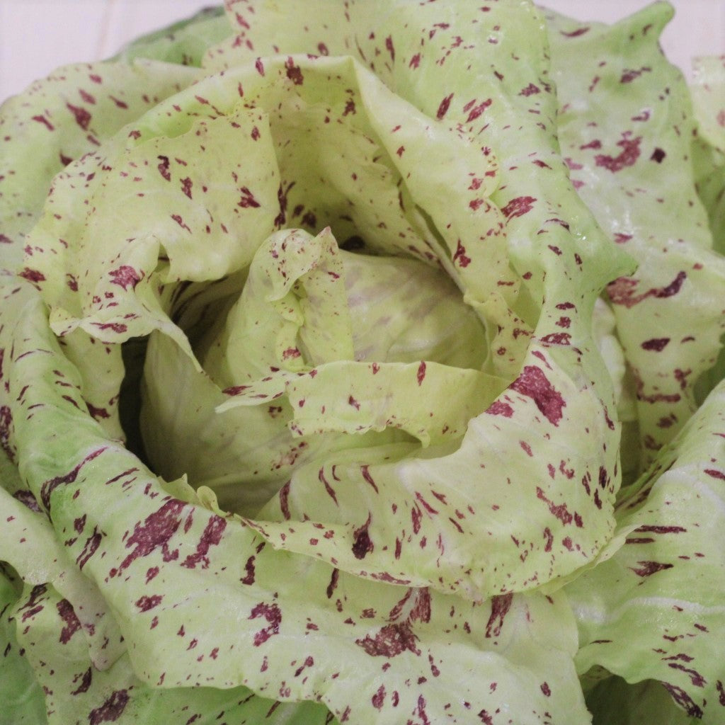 Castelfranco radicchio wachsend in garten bed