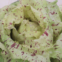 Castelfranco radicchio wachsend in garten bed