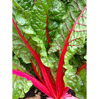 Ruby swiss chard wachsend in outdoor garten