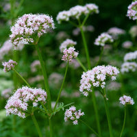 White and Pink Blume Clusters of Garten Heliotrope Valerian