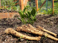 Horseradish Planting Samen  Grow Your Own Spicy Root