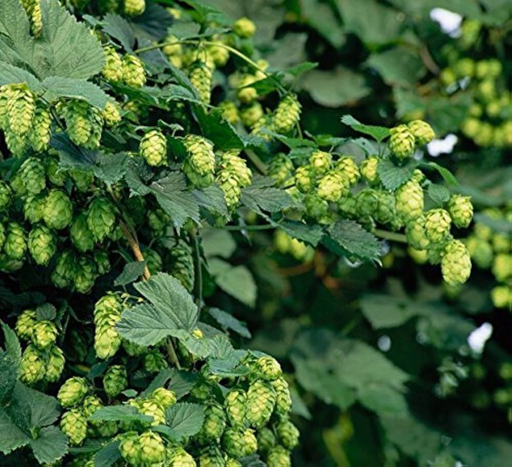 Garten humulus lupulus samen