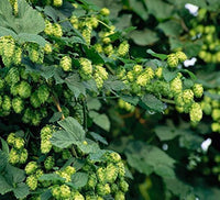 Garten humulus lupulus samen