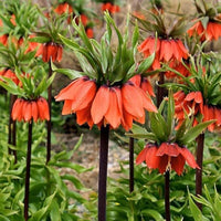 Garten imperial crown blume samen