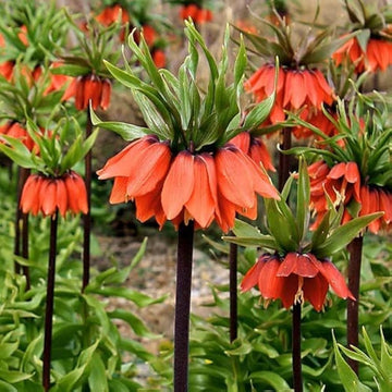 Garten imperial crown blume samen
