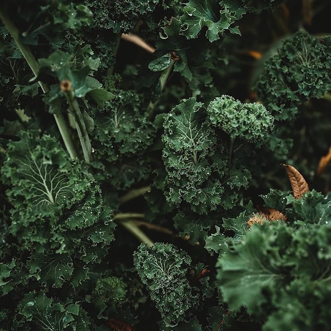Kale pflanzen wachsend in gemüse patch