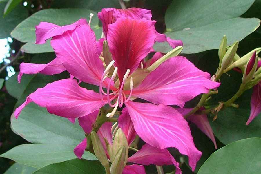 Bauhinia trees enhancing garten landscapes