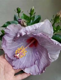 Garten light grey hibiscus blume samen