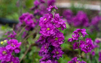 Garten matthiola deep lila blume samen