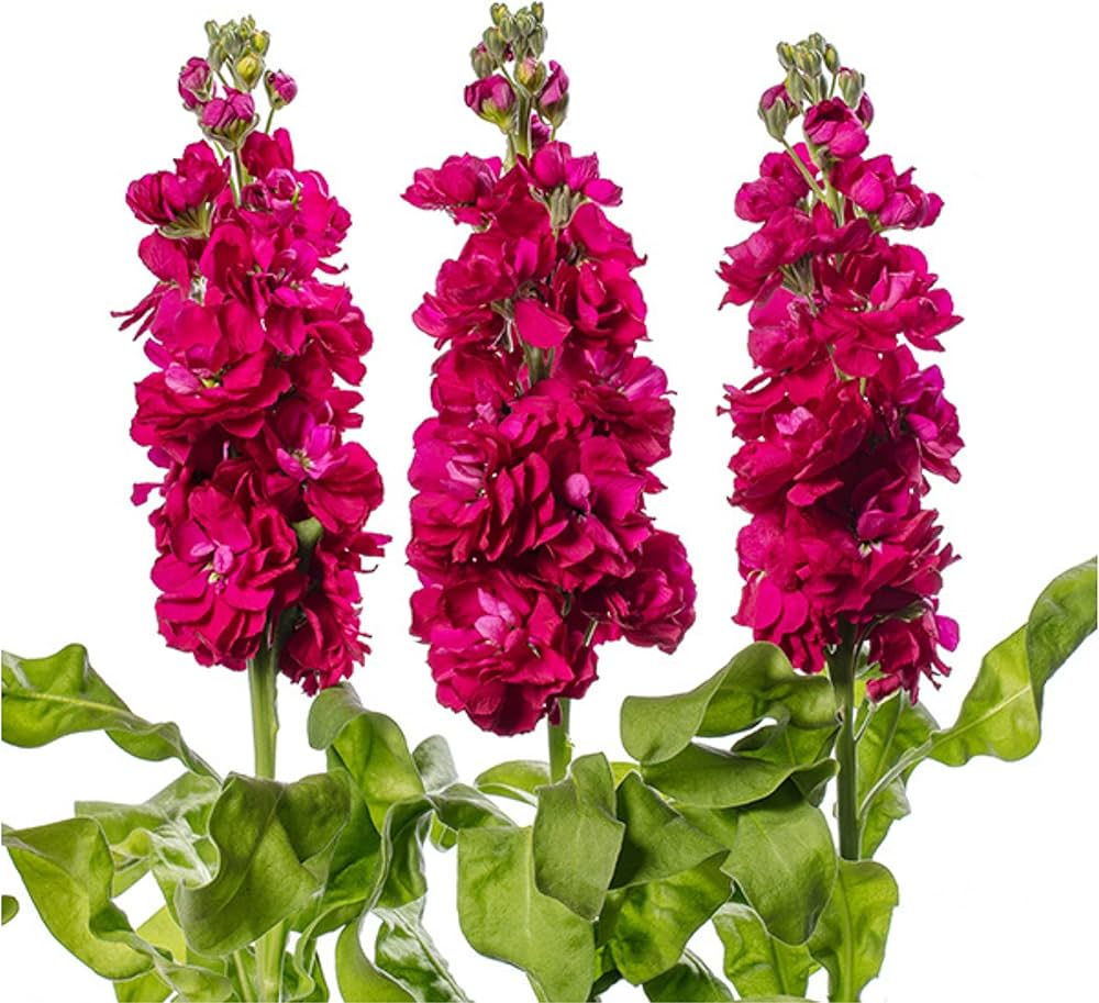 Garten matthiola blume samen