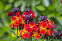 Garten mixed cheiranthus cheiri blume samen
