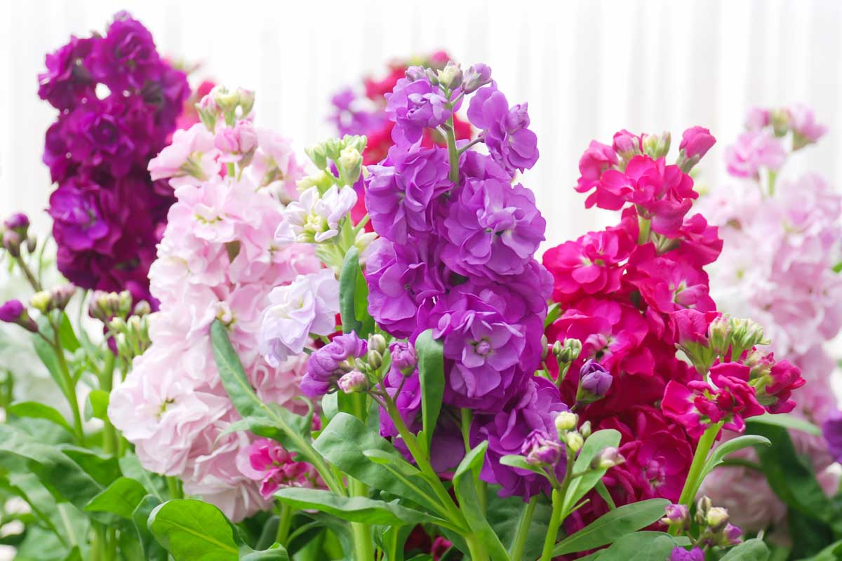 Garten mixed matthiola incana samen