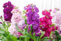 Garten mixed matthiola incana samen