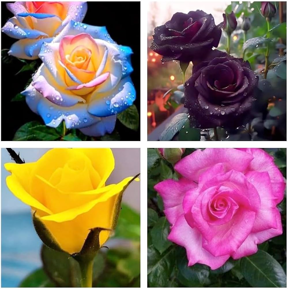 Mixed colour roses in full bloom in a garten landscape