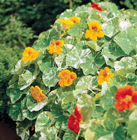 Dark blau nasturtium blumen in full bloom