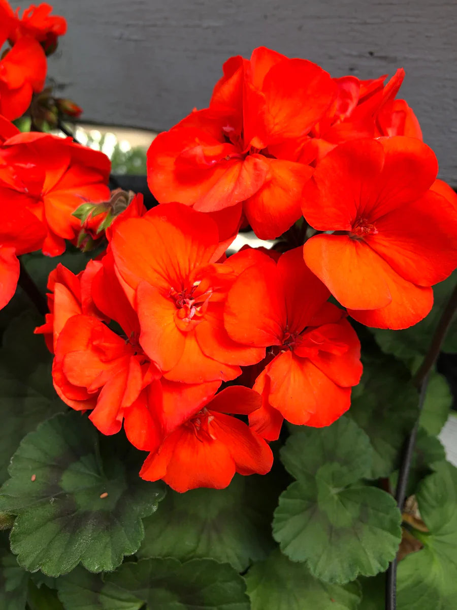 Garten orange geranium blume samen