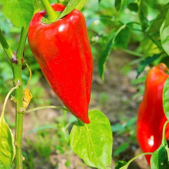 Leutschauer paprika pflanzen wachsend in garten