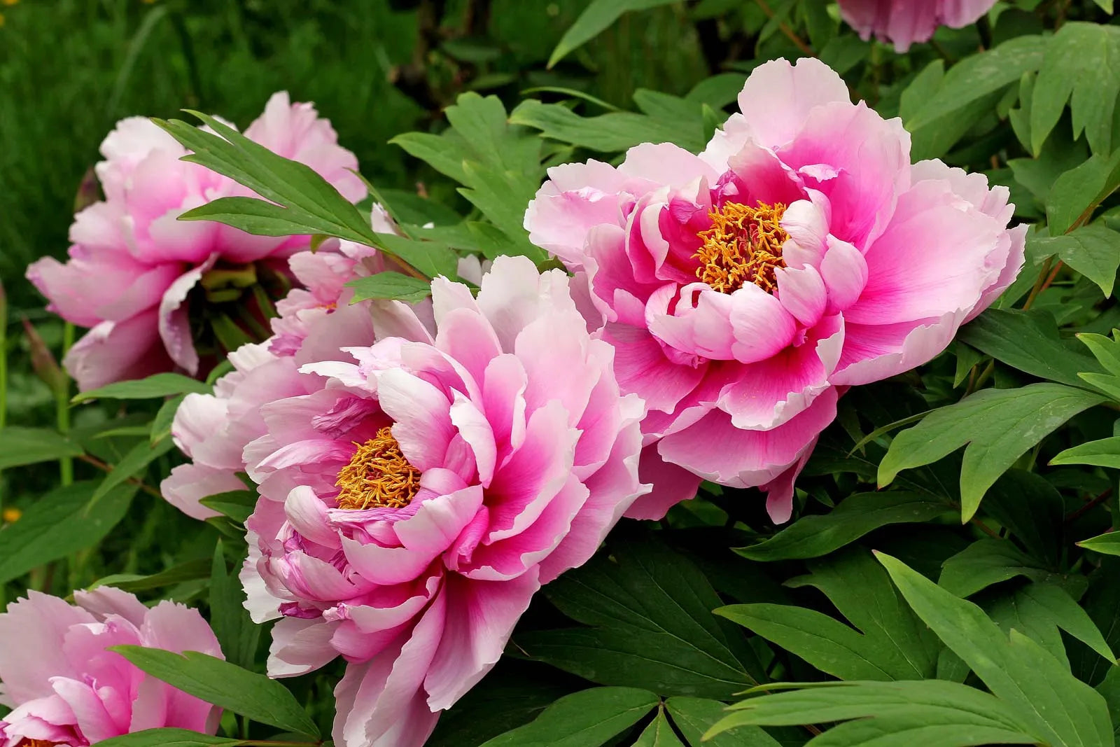 Rosa Paeonia Lactiflora Blumensamen zur Aussaat robust Sorte Traditionssorte & ohne Gentechnik Samen Hausgarten